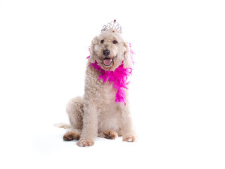fabulous labradoodle © Dan Kosmayer