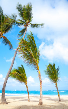 Palm trees grow on empty sandy beach
