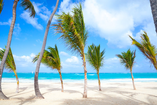 Small palm trees grow on empty sandy beach