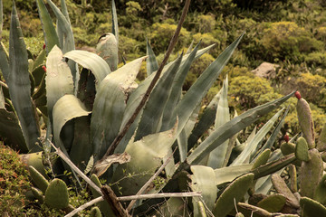 Agave in einer  südlichen Landschaft