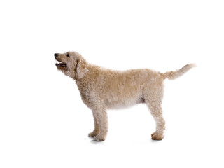 standing labradoodle