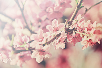 flowering peach tree