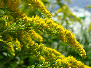 Plant with yellow flowers