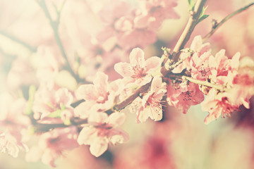 flowering peach tree