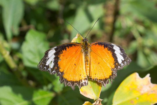 Butterfly in outdoor garden