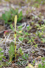 つくし/Horsetail