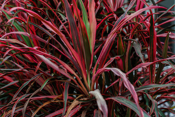 Cordyline leaves background