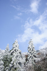 The frozen plants in blue sky