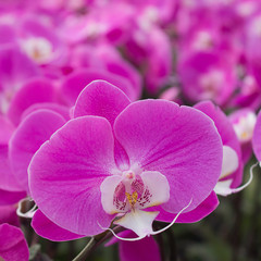 Moth orchid or Phalaenopsis.