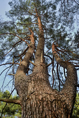 Fototapeta na wymiar pine tree