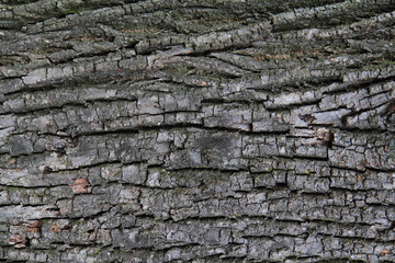 gray bark texture