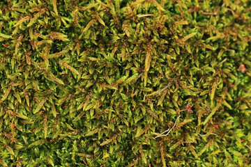 green moss texture