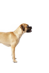 Obraz premium puggle sideview