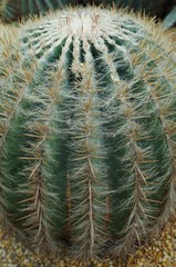 Spiny Barrel Cactus plant (Echinocactus)