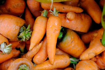 Carrots