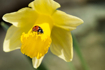 Ladybug on yellow spring narcissus, close up