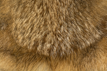 Classy red fox fur