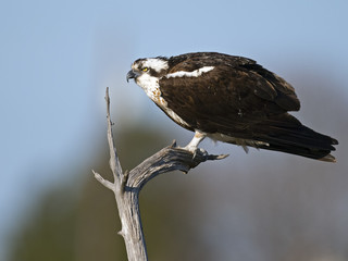 Osprey standing on Dead Tree