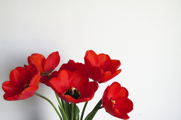 Obraz premium Red tulips isolated on white