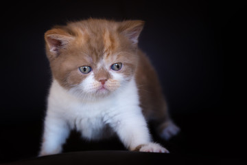 Fototapeta premium Katzenbaby BKH