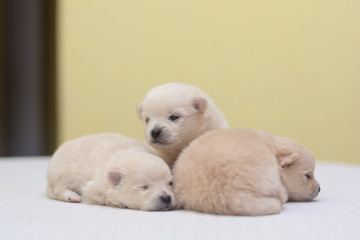 Puppies Pomeranian cream
