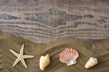 Fototapeta na wymiar Starfish and shell on sand 