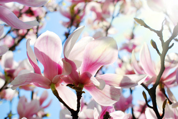 beautiful pink magnolia in spring sunshine