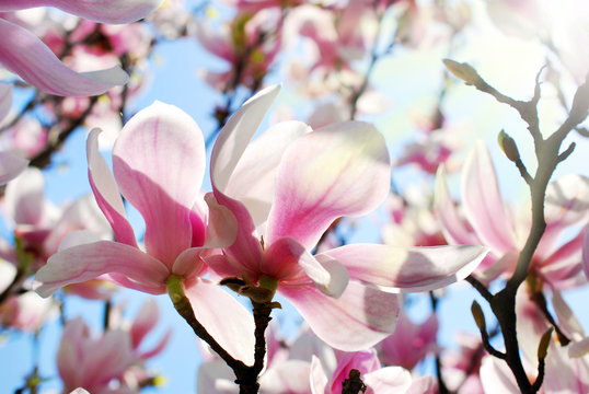Fototapeta beautiful pink magnolia in spring sunshine
