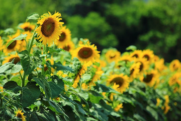 sunflower in the field