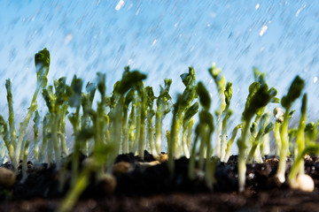 Pea sprouts.