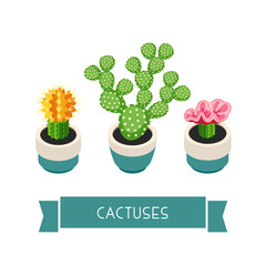 Cactuses in pots.