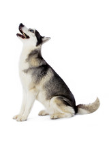 husky with a big smile