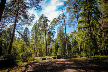 sunlit meadow in pinewood forest 
Mon Repos park, Vyborg (Viipuri), Leningrad region, Russian Federation