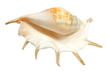Sea shell isolated on white background