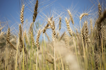 golden wheat field and sunny day
