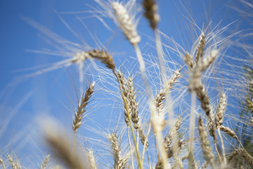 golden wheat field and sunny day