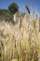 golden wheat field and sunny day