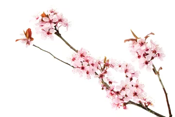 Fototapete Kirschblüte Zweig des blühenden Kirschbaums, Sakura isoliert auf weißem Hintergrund