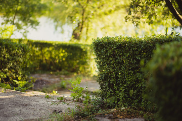 Exactly cut bushes in the garden in the sun