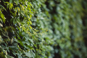 Wall of salty grape leaves and a branch in focus