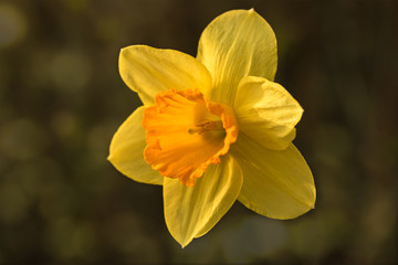 Narzisse, Osterglocke im Garten