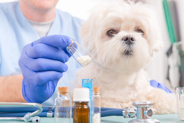 Homeopathy for a dog
