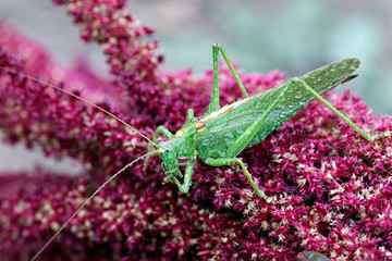 Grasshopper sitting on a flower of amaranth
