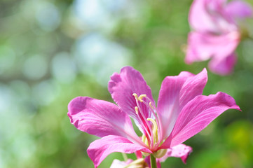 Beautiful pink flowers, Purpurea flowers on nature background