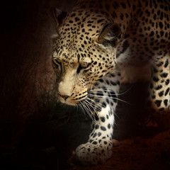 Fototapeta na wymiar Africa. Namibia. Leopard
