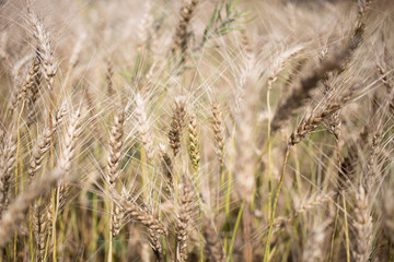 golden wheat field and sunny day