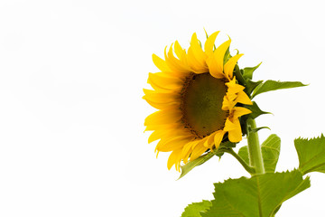 Blooming sunflower field