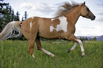 Obraz na płótnie Canvas Palomino Pinto Stallion galloping