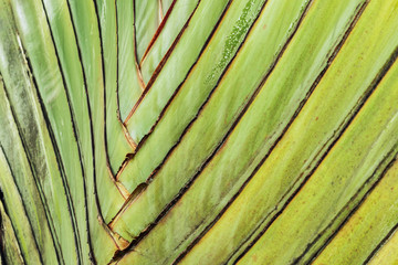 Texture of leaf stalk of  palm  used as background