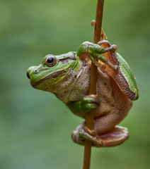 European tree frog hanging on a straw
